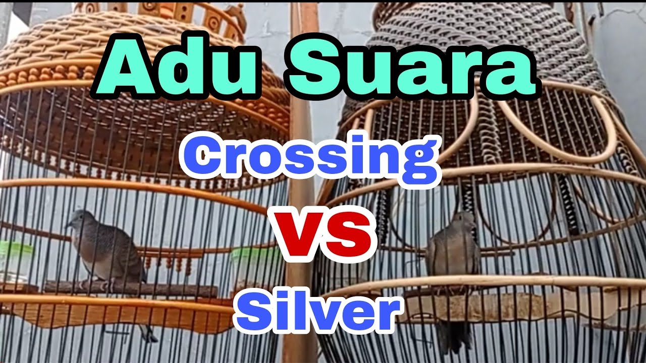 Suara perkutut silver manggung||Suara perkutut crossing manggung||Pancingan semua jenis perkutut #18