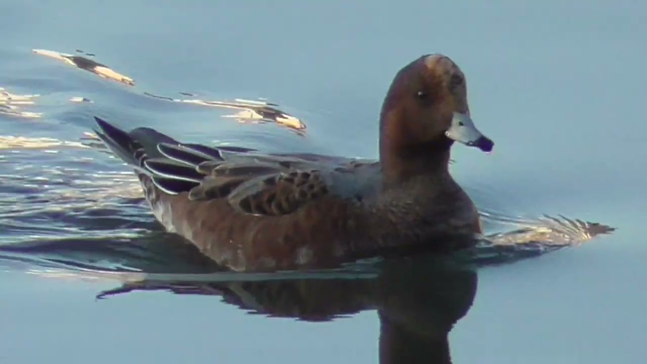 ヒドリガモメス蓮田西城沼公園20251030
