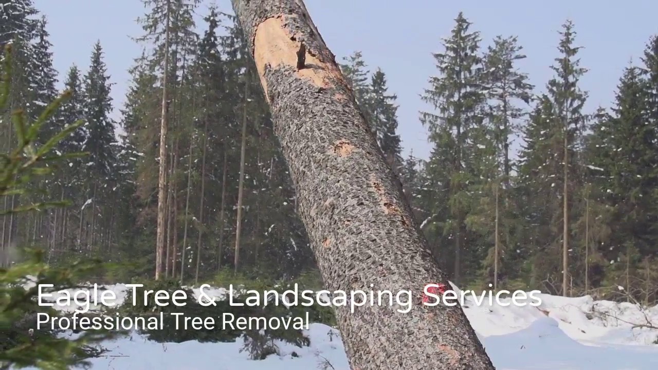 Tree Removal & Tree Service North Bay, ON - Eagle Tree & Landscaping Services 705-472-1818