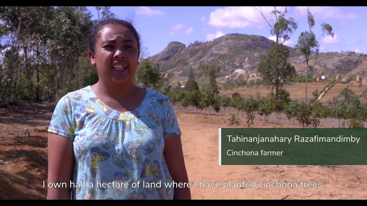 Qimpexx: making sustainable impact in Madagascar with quinine production