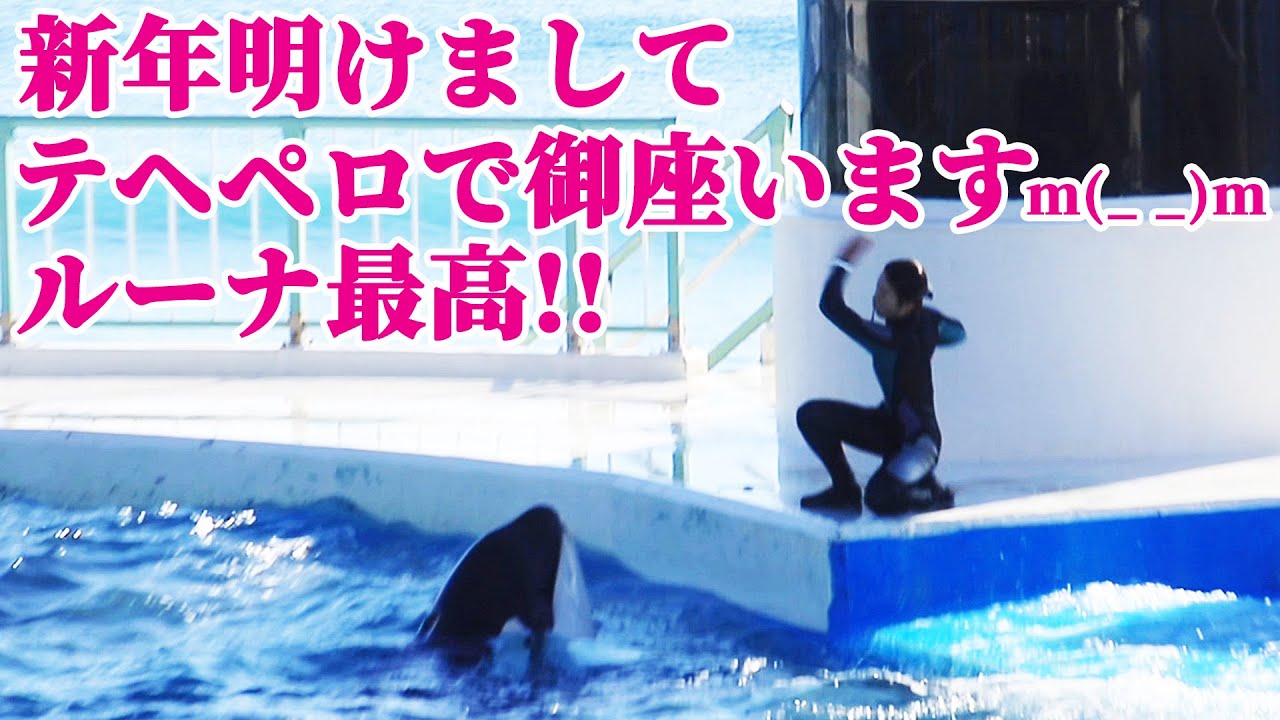 新年早々サイン無視!!ルーナのテヘペロ炸裂♥ 鴨川シーワールド シャチショー KamogawaSeaWorld  orca killerwhale