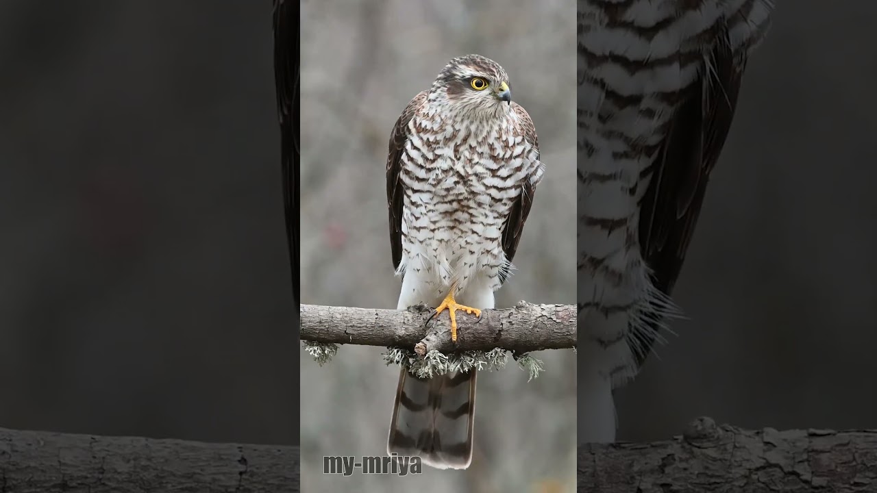Ястеб перепелятник  (Accipiter nisus)