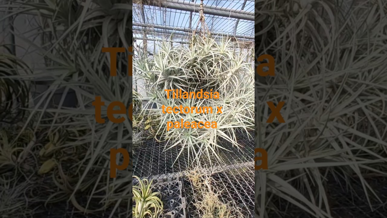 Tillandsia tectorum x paleacea #tillandsia #plants #airplant #garden #空氣鳳梨