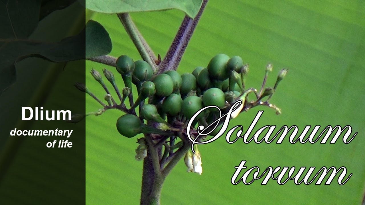 Turkey berry (Solanum torvum) - part 1