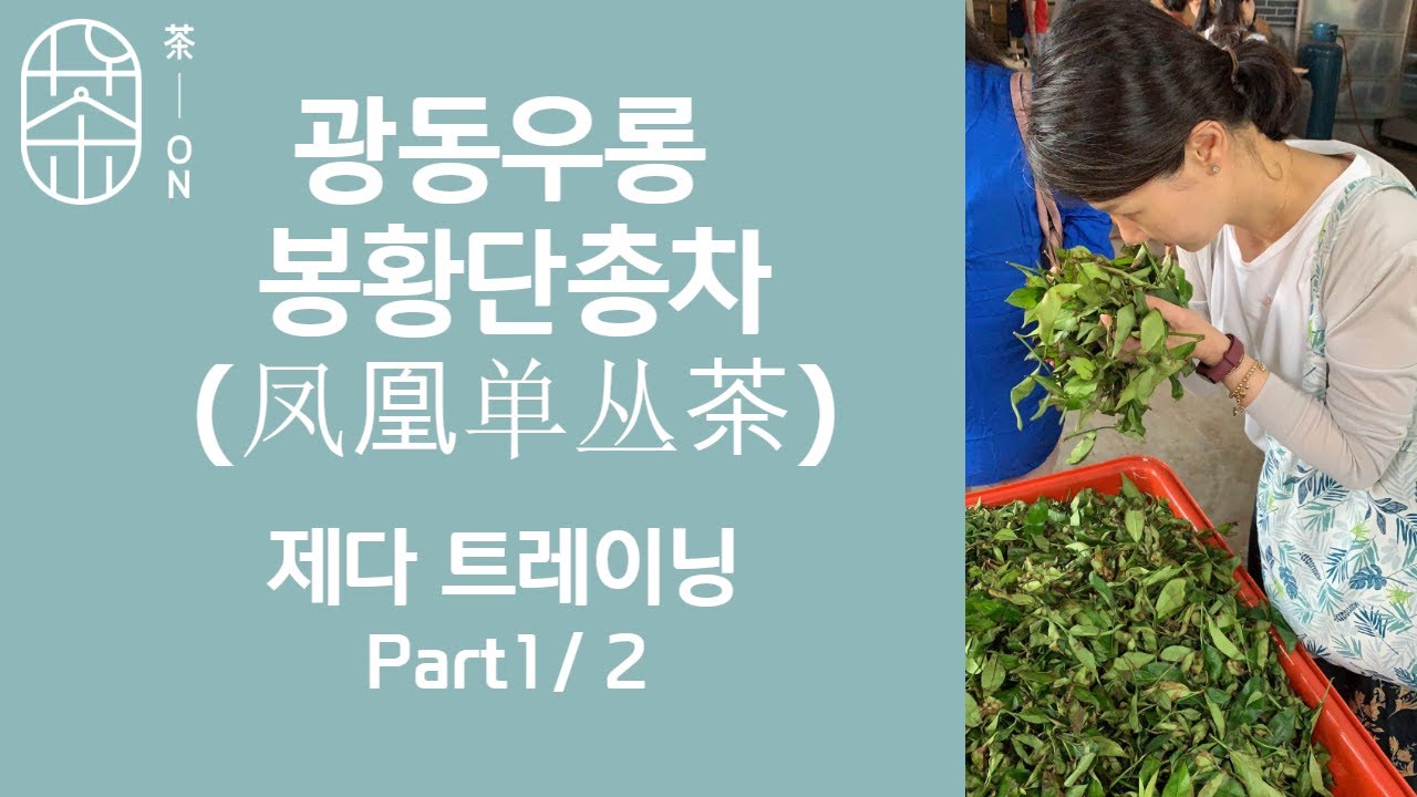 광동우롱(广东乌龙 )봉황단총차(凤凰单丛茶) 제다훈련 Part1/2