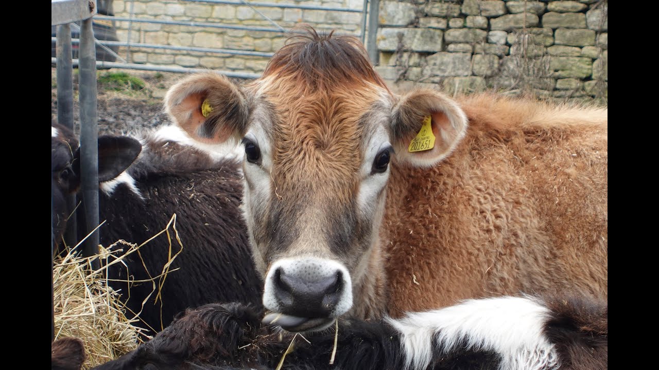 Beautiful calves around feeder on wet day, one very inquisitive