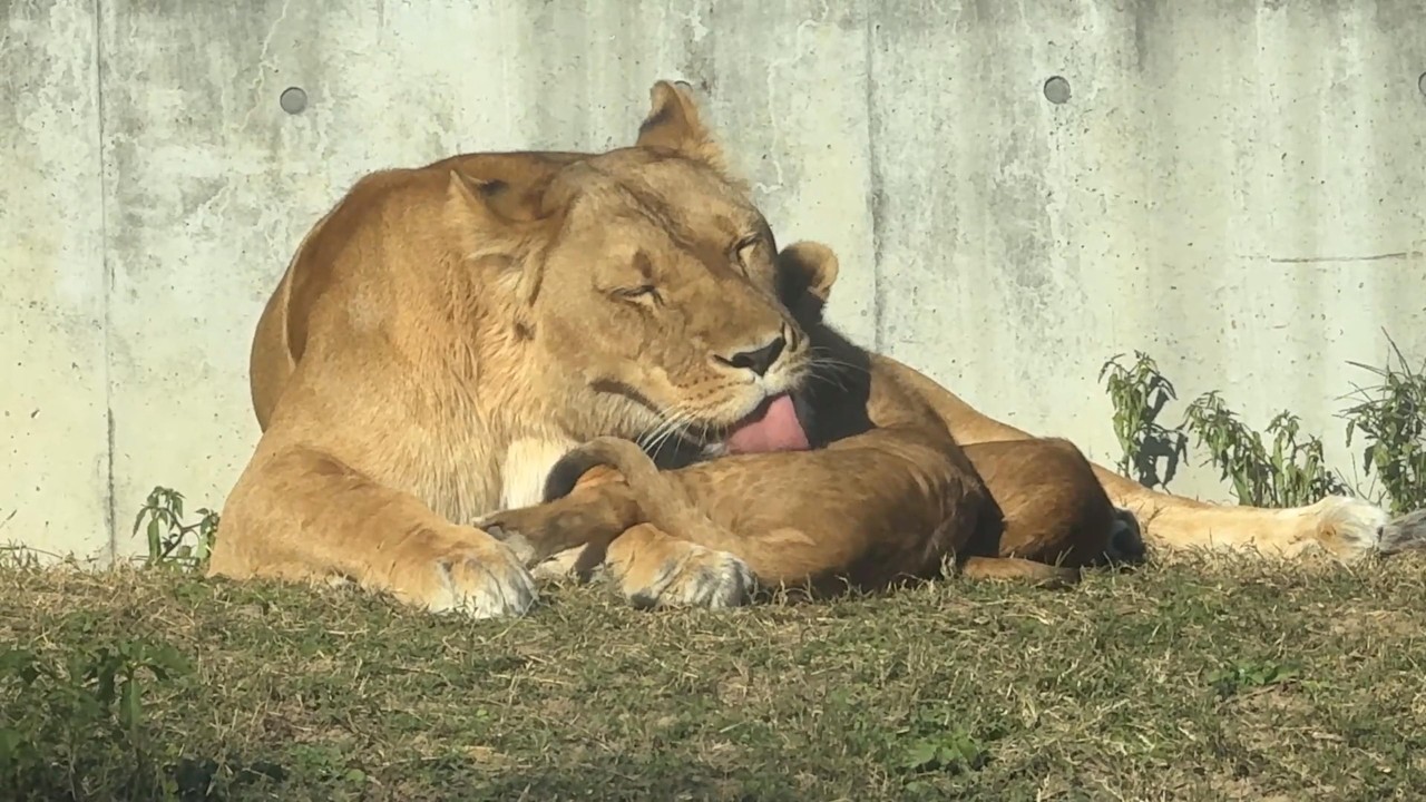 番外編 子供に毛づくろいするシルクママ【番外編】【豊橋総合動植物公園のんほいパーク】ライオン