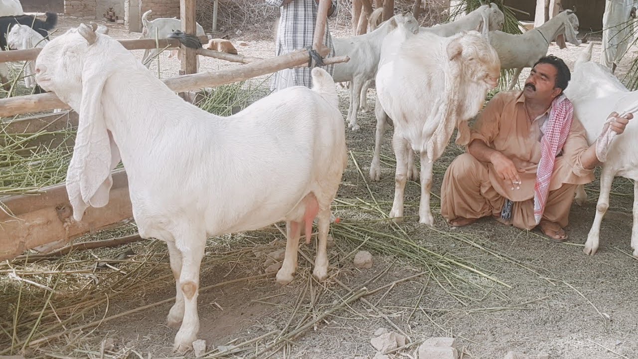 Gulabi Goats |Complete Documentary