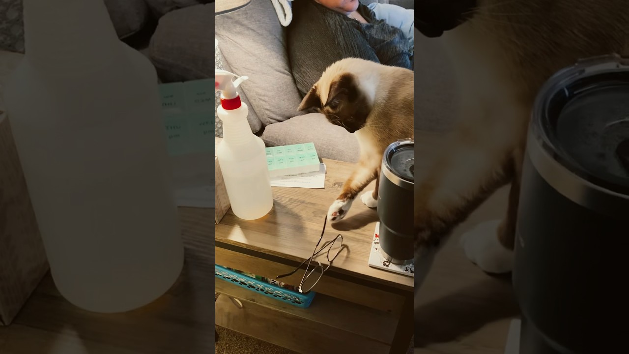 William our Siamese knocking glasses down cus he is bored #siamese #cat #catcute