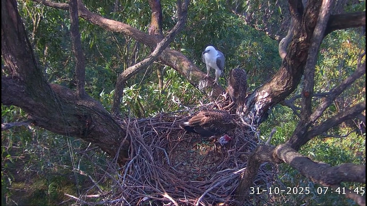 2 deliveries for breakfast. SE35 ate first, then Mom fed both/07:02, 07:56/ 31-10-2025/ Sea-EagleCAM