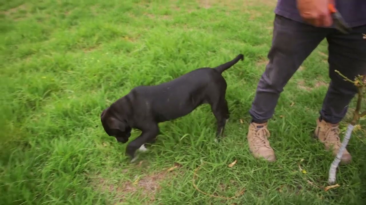 How To Treat A Flowering Citrus Tree That Has No Leaves