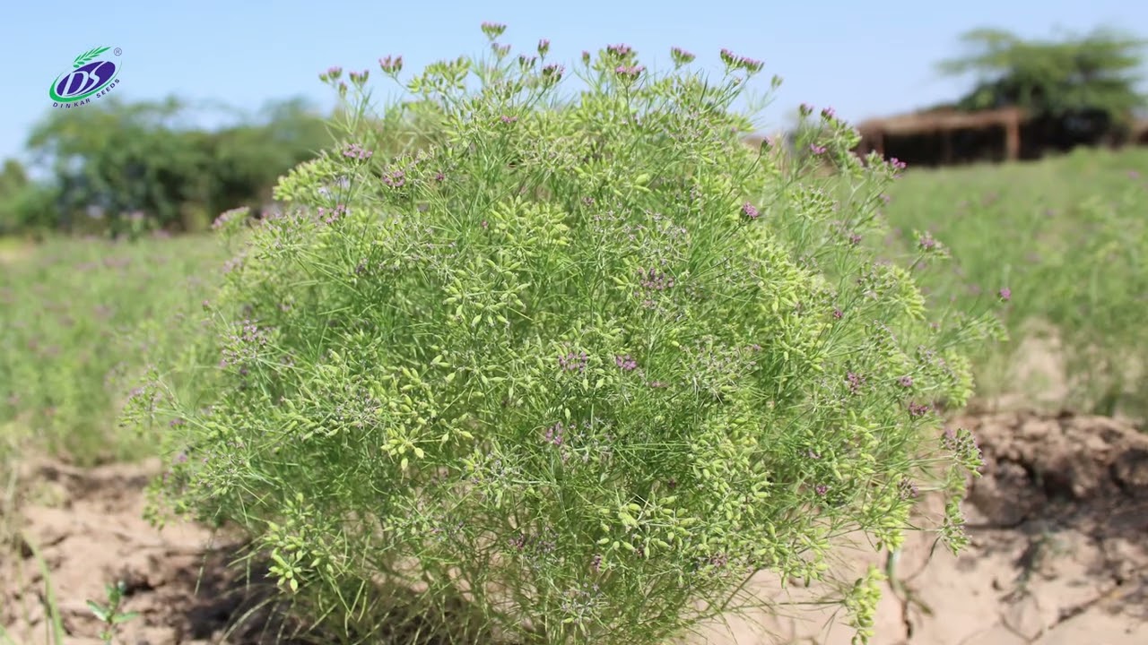DINKAR SEEDS PRIVATE LIMITED CUMIN POKHRAJ