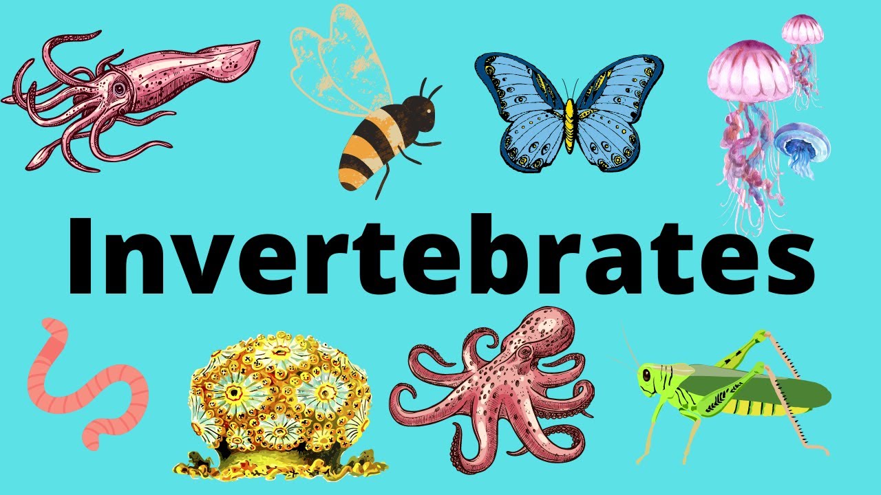 The Diversity of Invertebrates