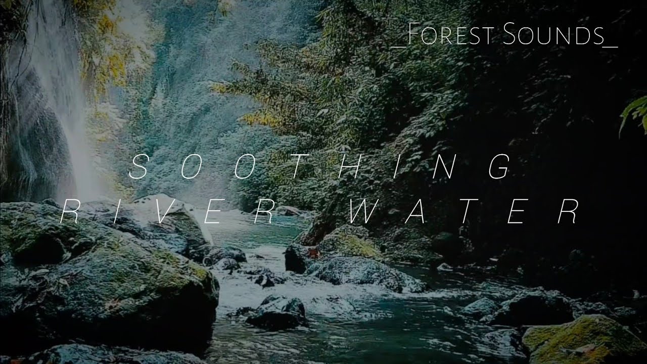 BEAUTIFUL FOREST SOUNDS IN INDONESIA, WITH BIRDS SONG, RELAXING RIVER SOUNDS