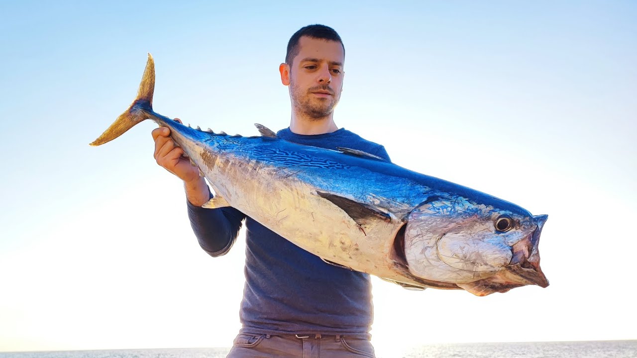 10 Kg False Albacore Shore Jigging / Croatia/ Monster Fish #shorejigging #croatia #rockfishing #sea