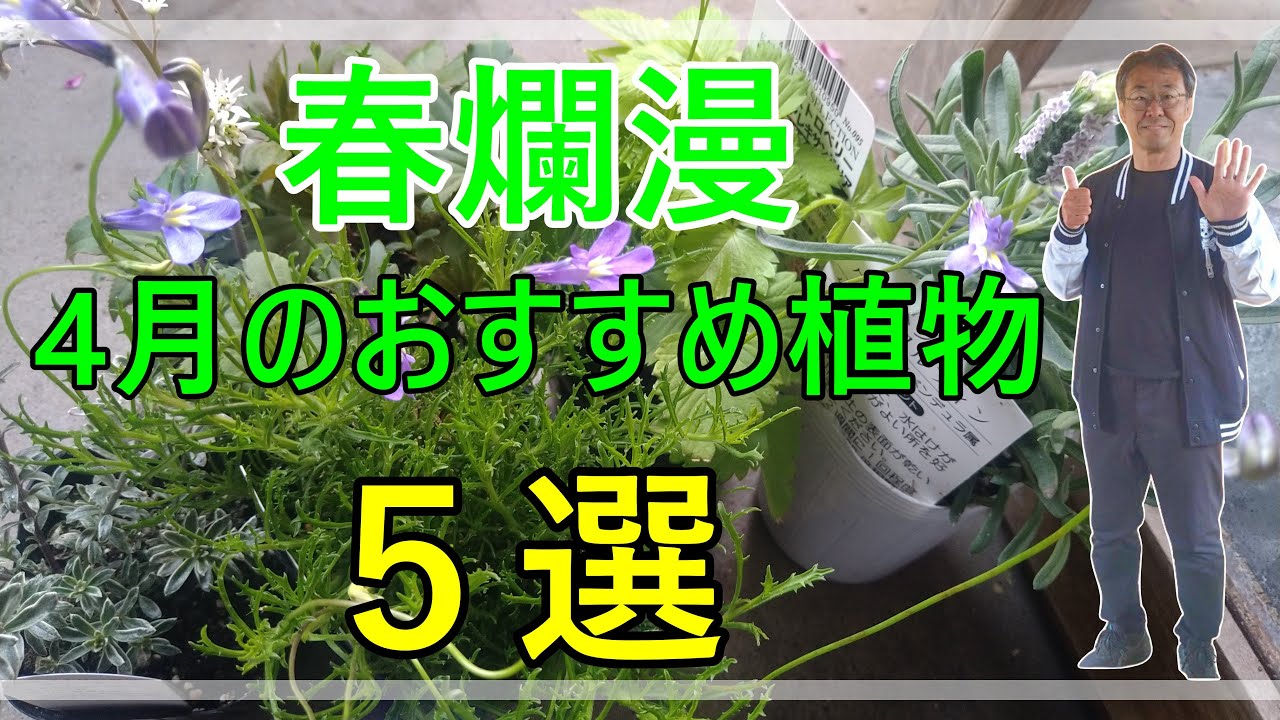 [ガーデニング]　4月から始めるガーデニング！プロガーデナーが紹介＆解説　　　失敗しにくい植物5選