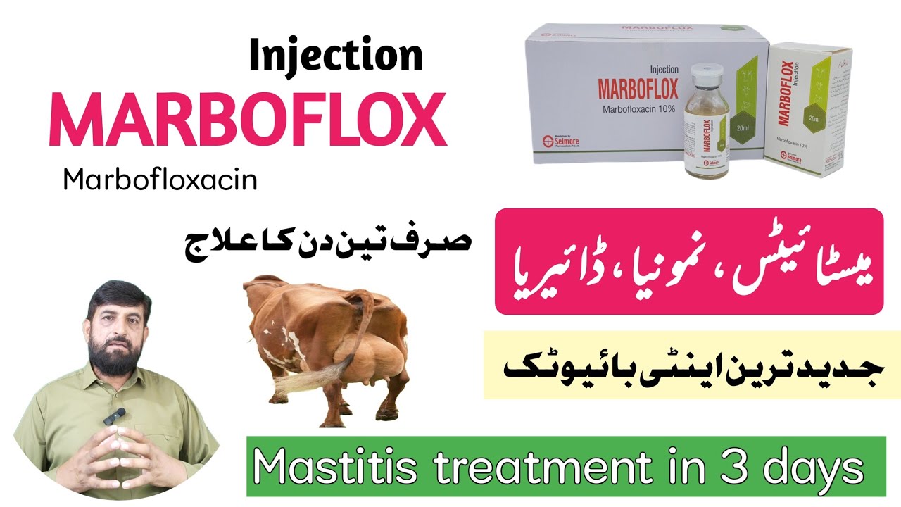Injection Marboflox for Mastitis Pneumonia and Diarrhea in Three Days | How to Use Marboflox 