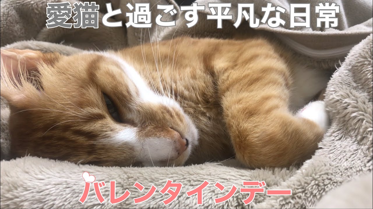 愛猫と平凡な毎日が1番大好きな主