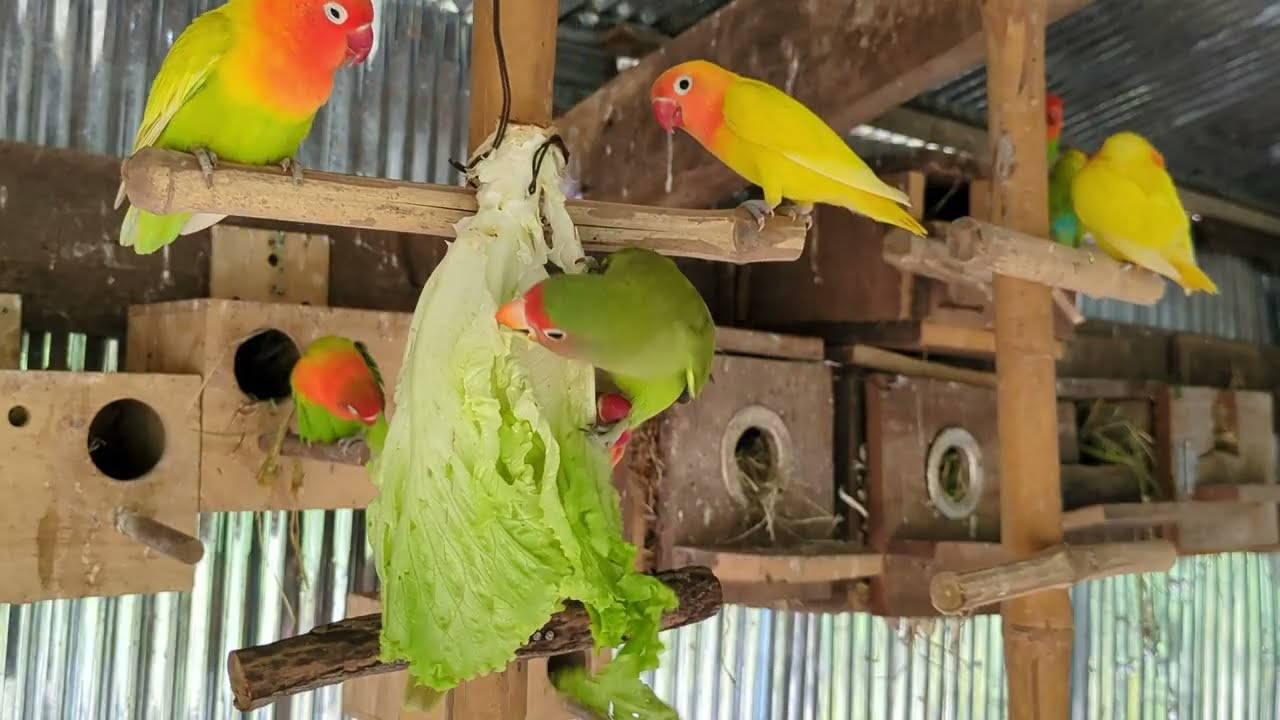 Lovebird Colorful 💚❤️#lovebirds #sunconure #parrotlover #birds #cutelovebird