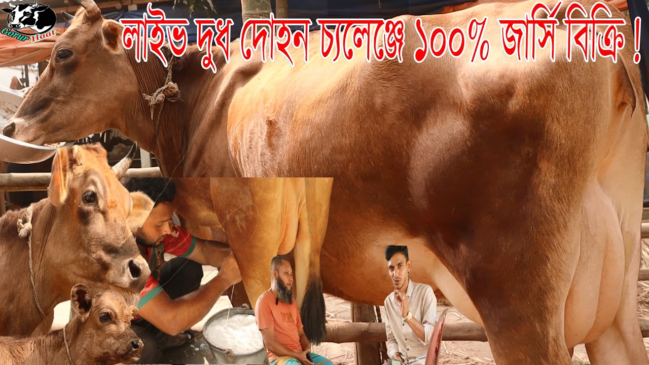 মিল্ক ভিটার 100% জার্সি বিক্রি লাইভ দুধ দোহন চ্যলেঞ্জে ! জার্সির টপ বিক্রয়ক্রেন্দ্র থেকে।গরুর হাট