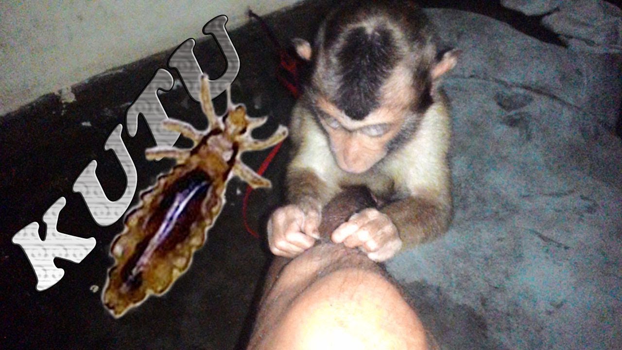 ANAK MONYET BERUK CARI KUTU DI KAKI