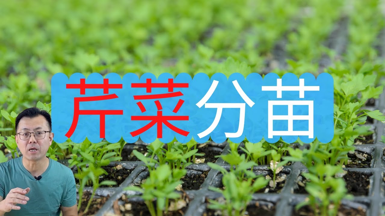 芹菜育苗分苗方法，芹菜分苗的具体步骤！什么时候可以把芹菜移栽到室外？