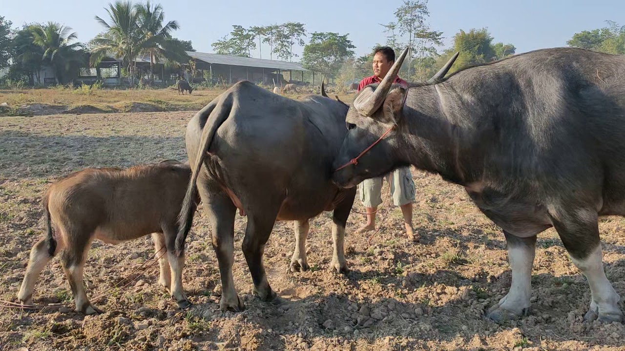 13-12-62 สาวดงมะกูด เมืองอุดร