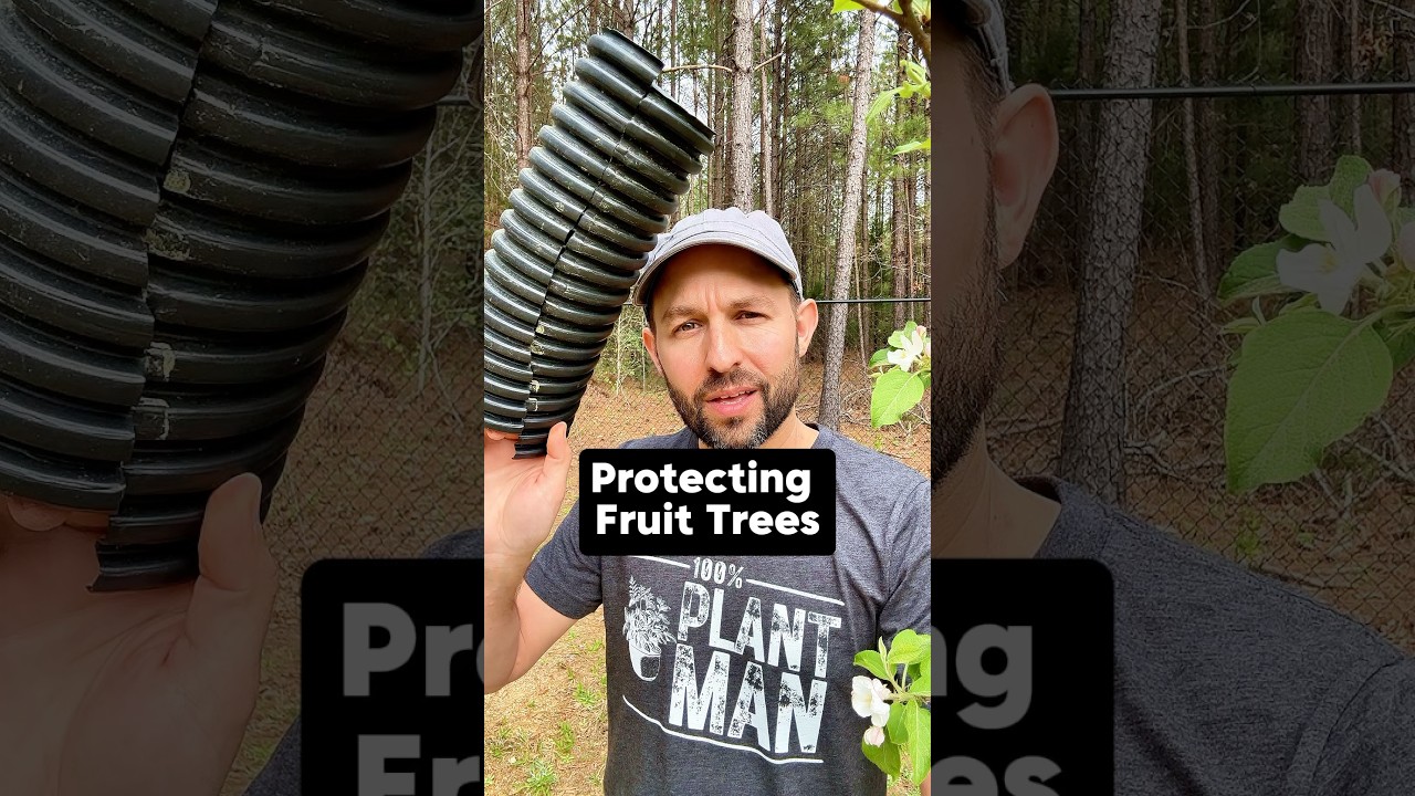 Protect Fruit Trees from Rabbits #fruittrees #growyourownfood #fruitplants #orchard #garden #rabbits