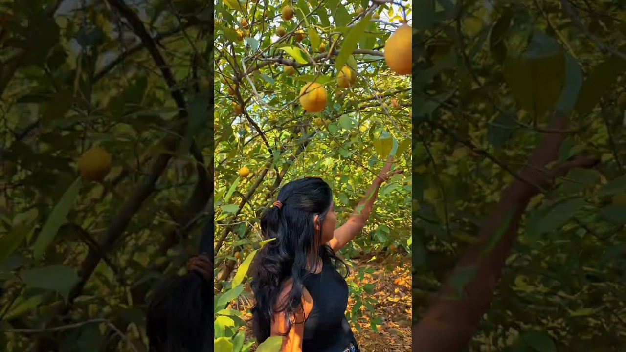 ജാതിക്കാ തോട്ടവും🥭കൂട്ടിന് പീലി വിടർത്തിയ മയിലുകളും🦚നിങ്ങൾ പറയൂ ശരിക്കും ഇതല്ലേ LUXURY LIFE❓