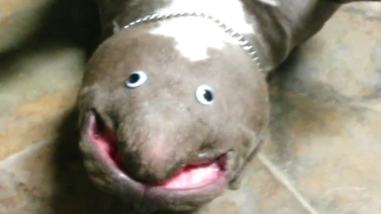 Funniest Pets Videos Of The Week