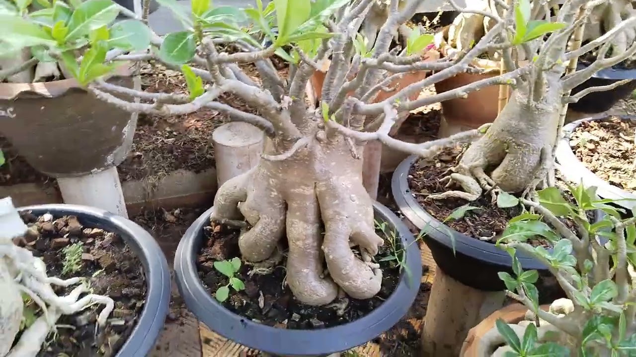 บ้านชวนชม#2 20/02/69 ติดต่อID: tao-aric#บ้านชวนชม #ชวนชม #เพชรบ้านนา #บ้านและสวน #flowers #tree 