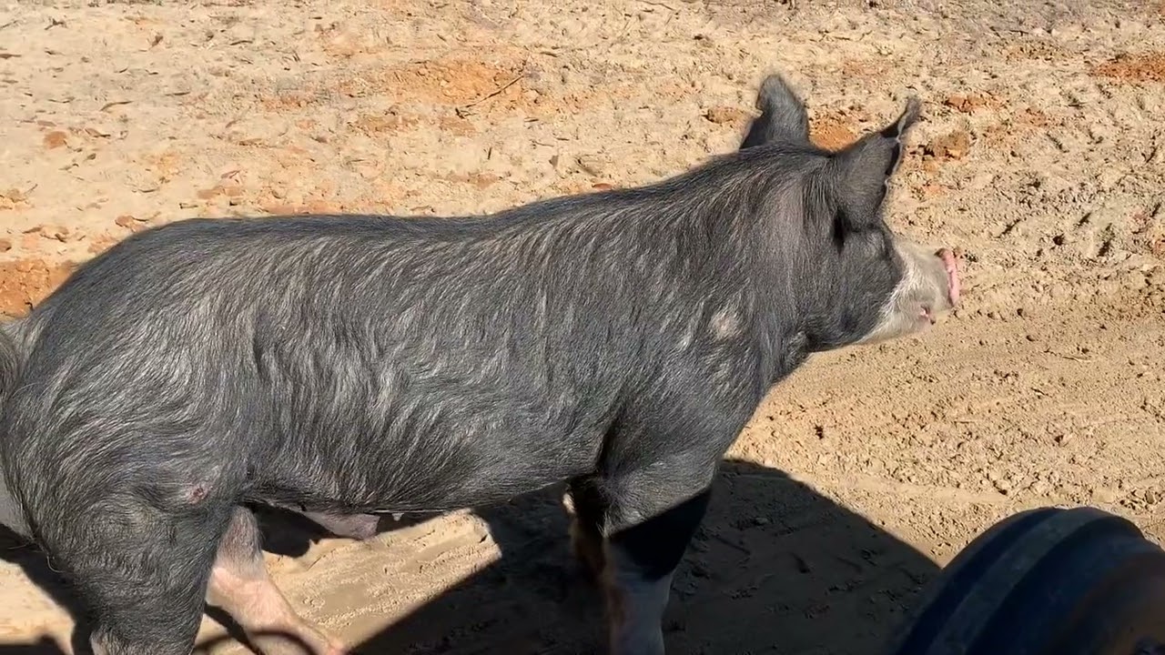Unexpected visitor