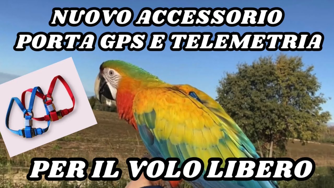 Volo libero pappagalli: nuovo accessorio porta gps e telemetria, pettorina per gps.