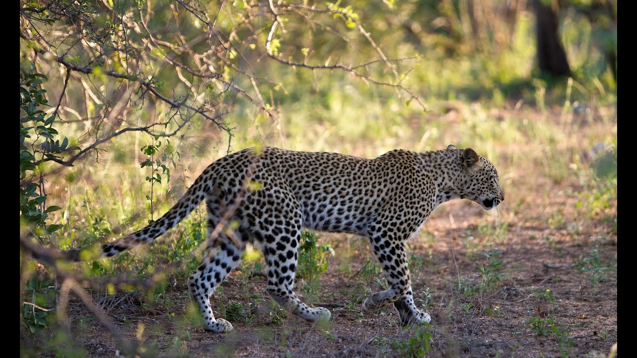 Balule's Van Wijk Leopardess