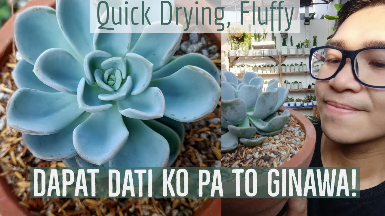 Pinakamagandang DIY Succulent Potting Mix? Bakit Ngayon Ko Lang To Ginawa? Ang Bilis Mag-ugat!