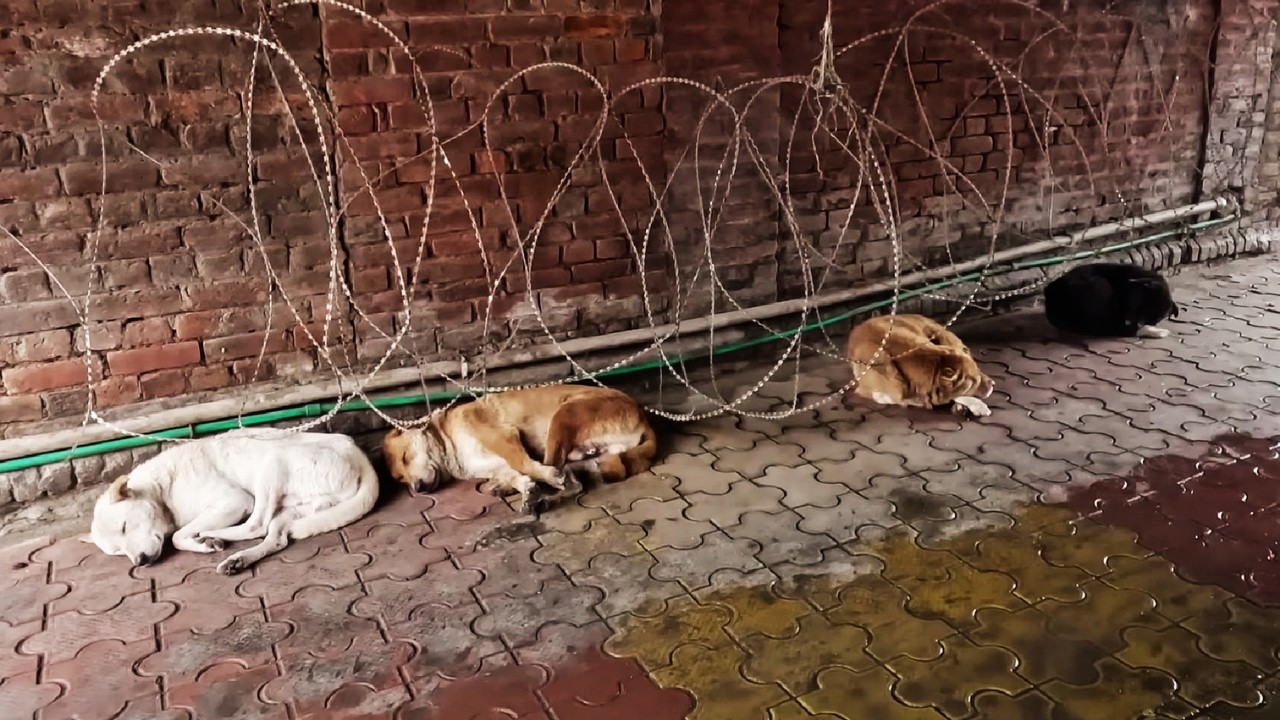 Life in a 95% Islamic City | Not for the Faint of Heart | Srinagar WalkingTour | India 4k