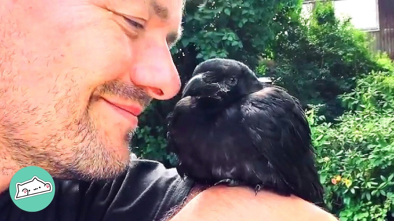Baby Crow Thinks Man Is His Dad | Cuddle Buddies