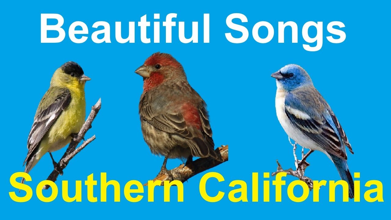 Beautiful Songs of Southern California Birds