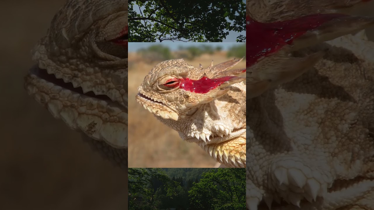 The regal horned lizard 