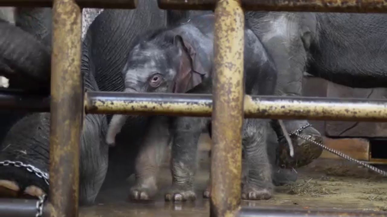 Elefantenbaby Edgar 6 Tage Alt (Tierpark Berlin)