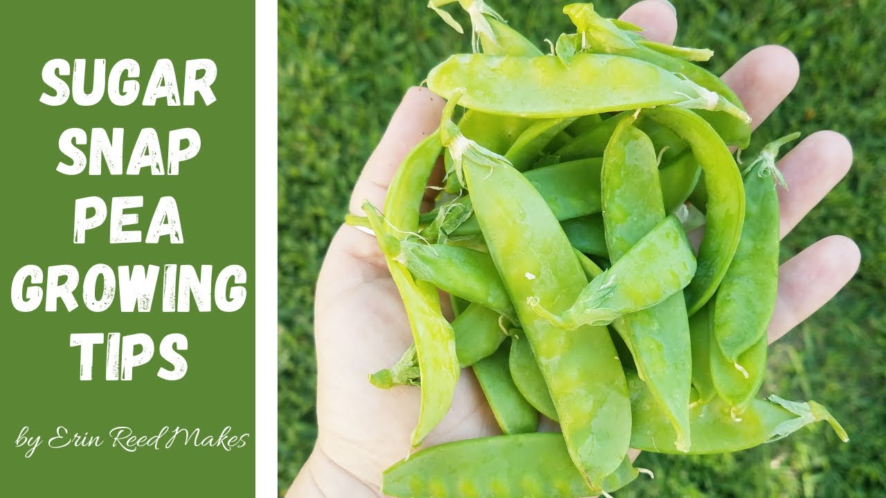 Gardening | How to Plant Sugar Snap Peas from Seed to Harvest