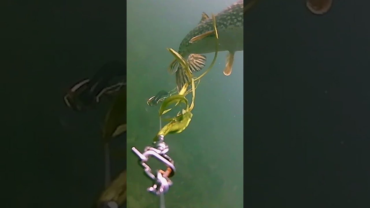 Pike & Muskie Trolling with Joe Bucher Lures + Okuma EVX Rods