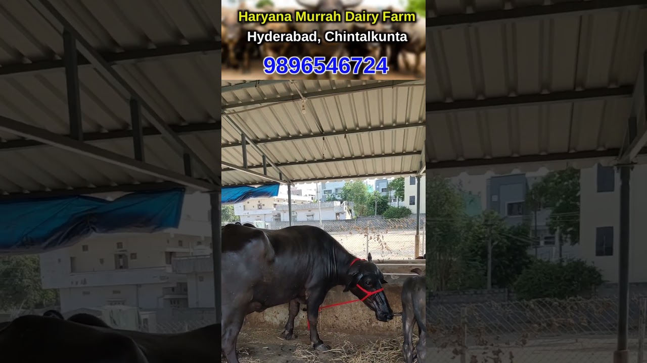 Pure Murrah Buffalo Prices in Hyderabad
