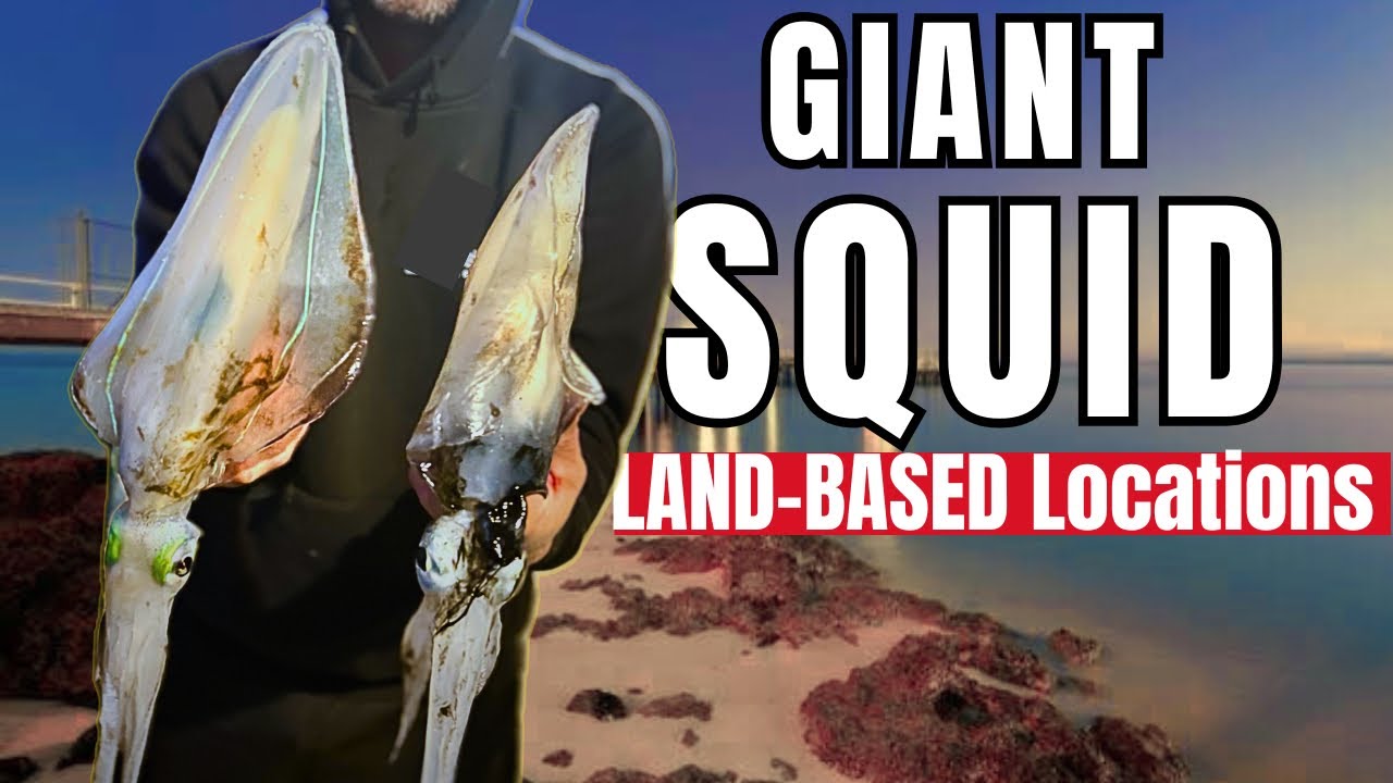 Land-Based Squid Fishing Spots for MONSTER Squid!&rdquo;