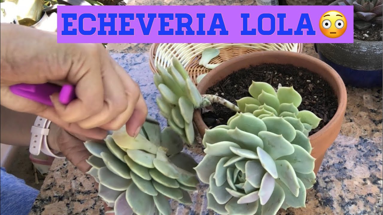 How to Propagate Echeveria Lola Succulent Propagation