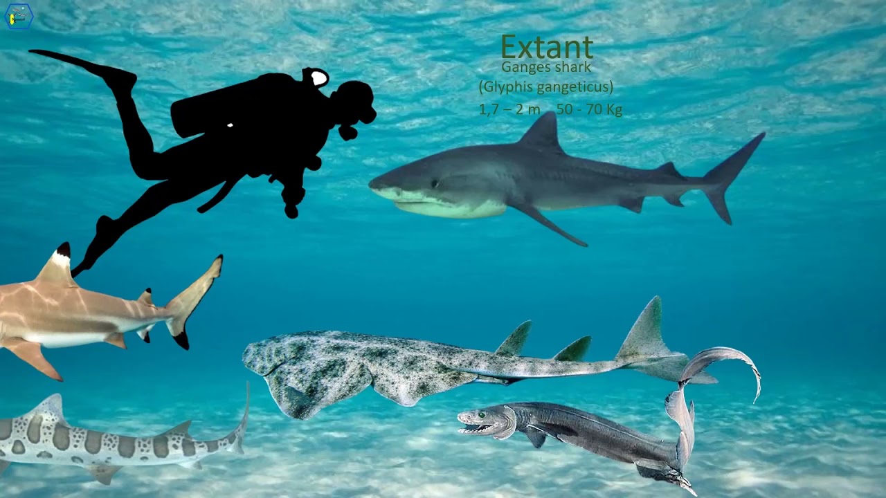 Sharks size comparison Youtube
