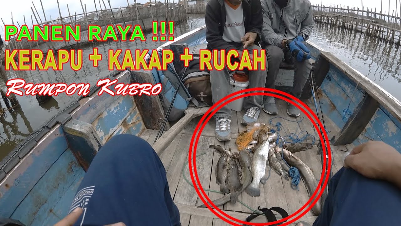 Panen ! Mancing Kerapu, Kakap & Ikan Rucah I Mancing Rumpon Kubro Semarang
