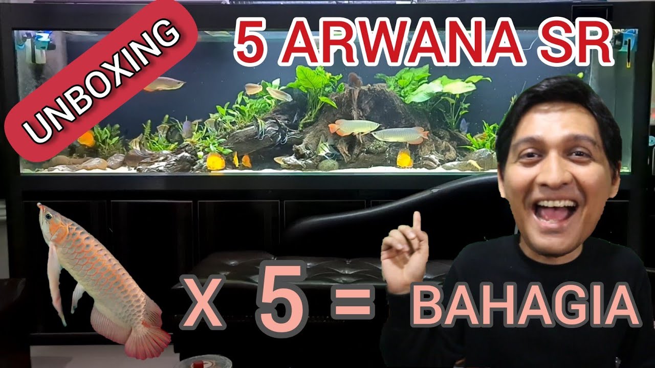 Unboxing 5 Arwana Super Red untuk AquaScape