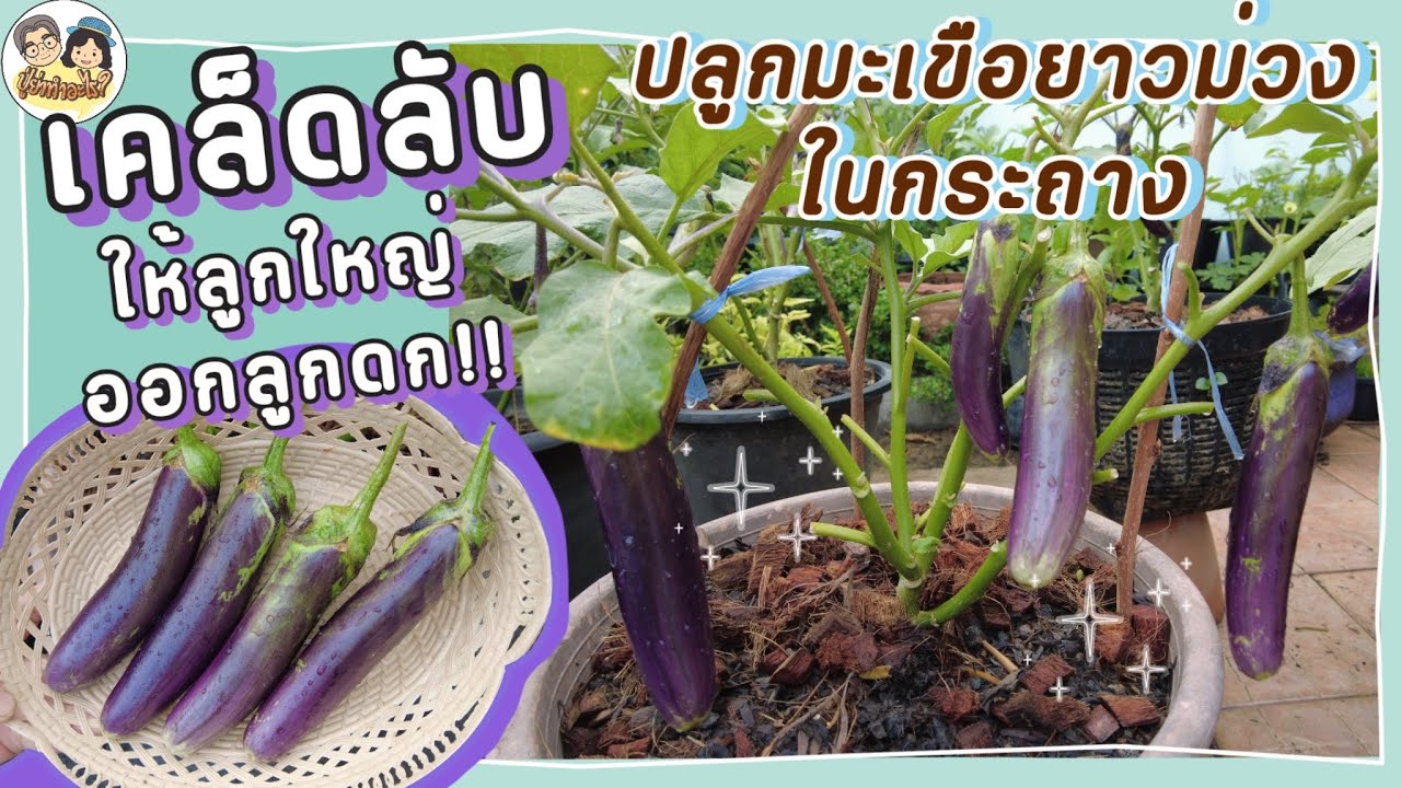 เคล็ดลับปลูกมะเขือยาวม่วง🍆ในกระถาง ให้ลูกใหญ่ ออกลูกดก❗️ | ย่าปลูกอะไร EP50