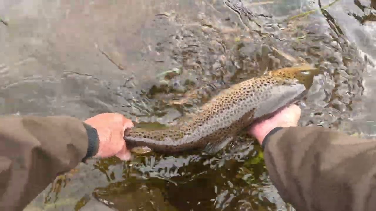 Salmon fishing at Cardrona  23rd September 2023